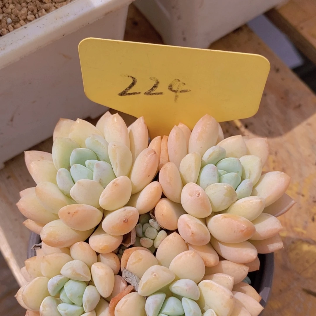 清位置，放寄养，仅限1.5天发货