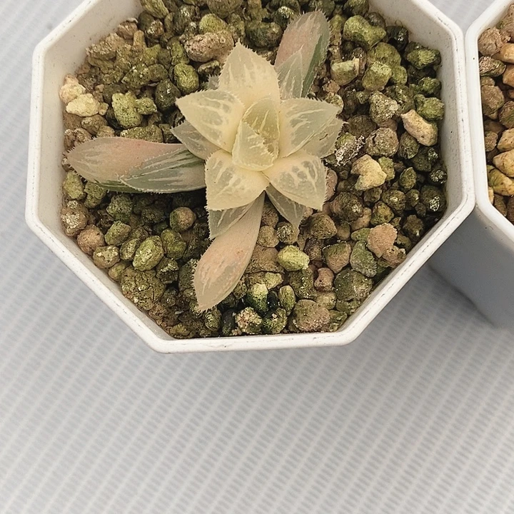 玉露十二卷多肉植物