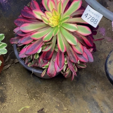月亮女神多肉植物4788