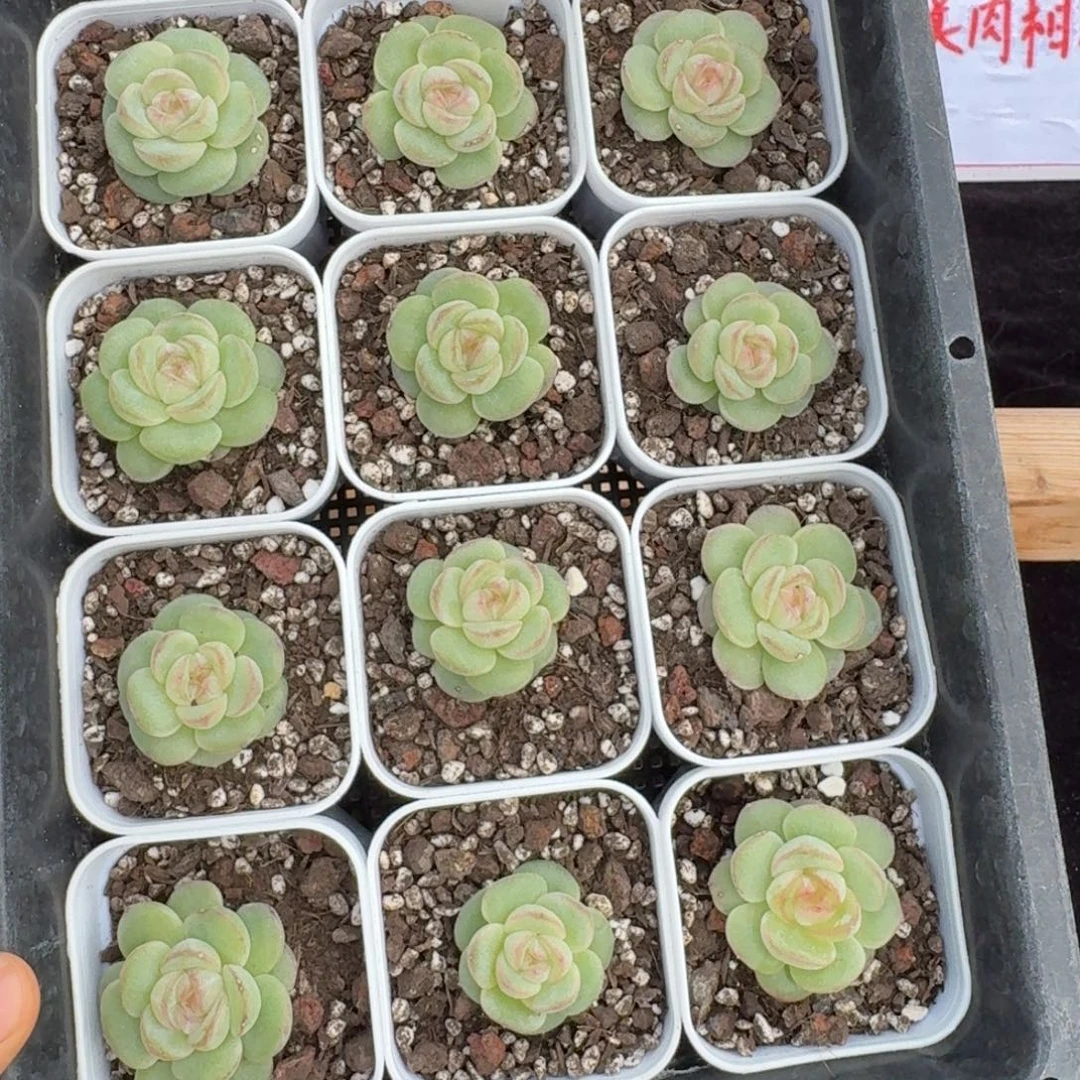 1108-13-望舒单头量拍