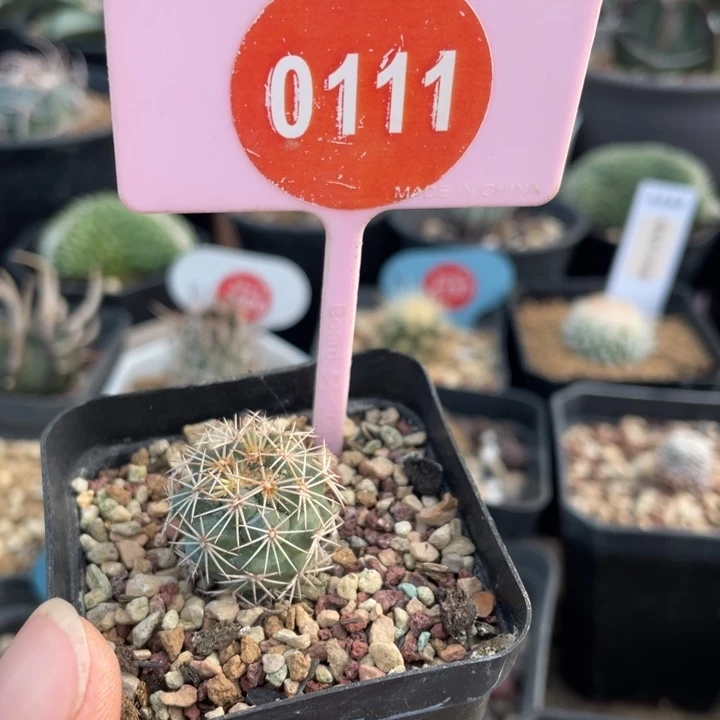 实生风舞0111-000000