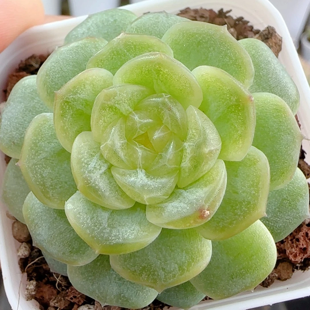 1113-80（无尽灯）优选