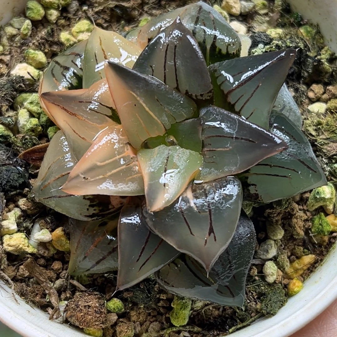 79红纹寿锦福利专场