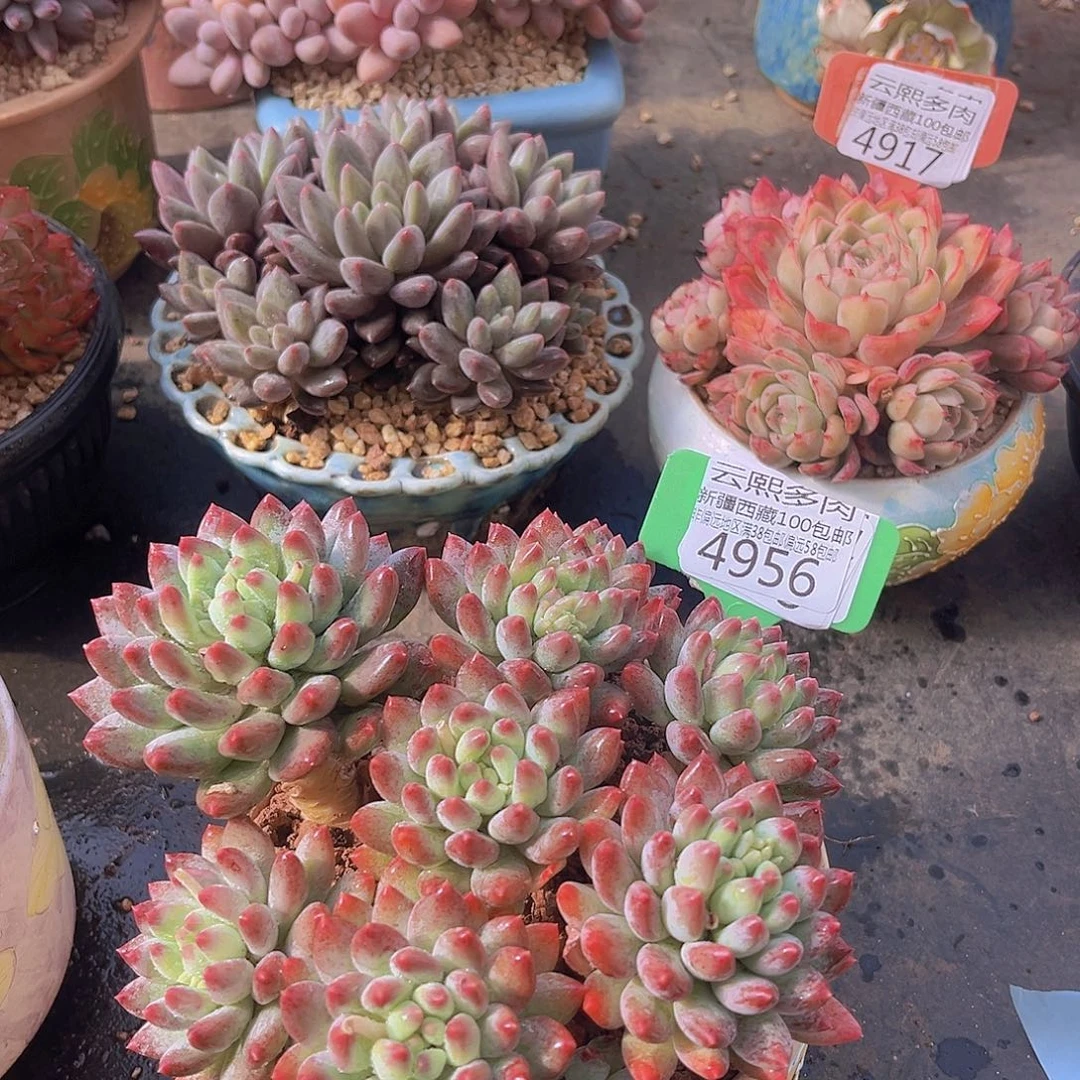 4956烟火美人多肉植物