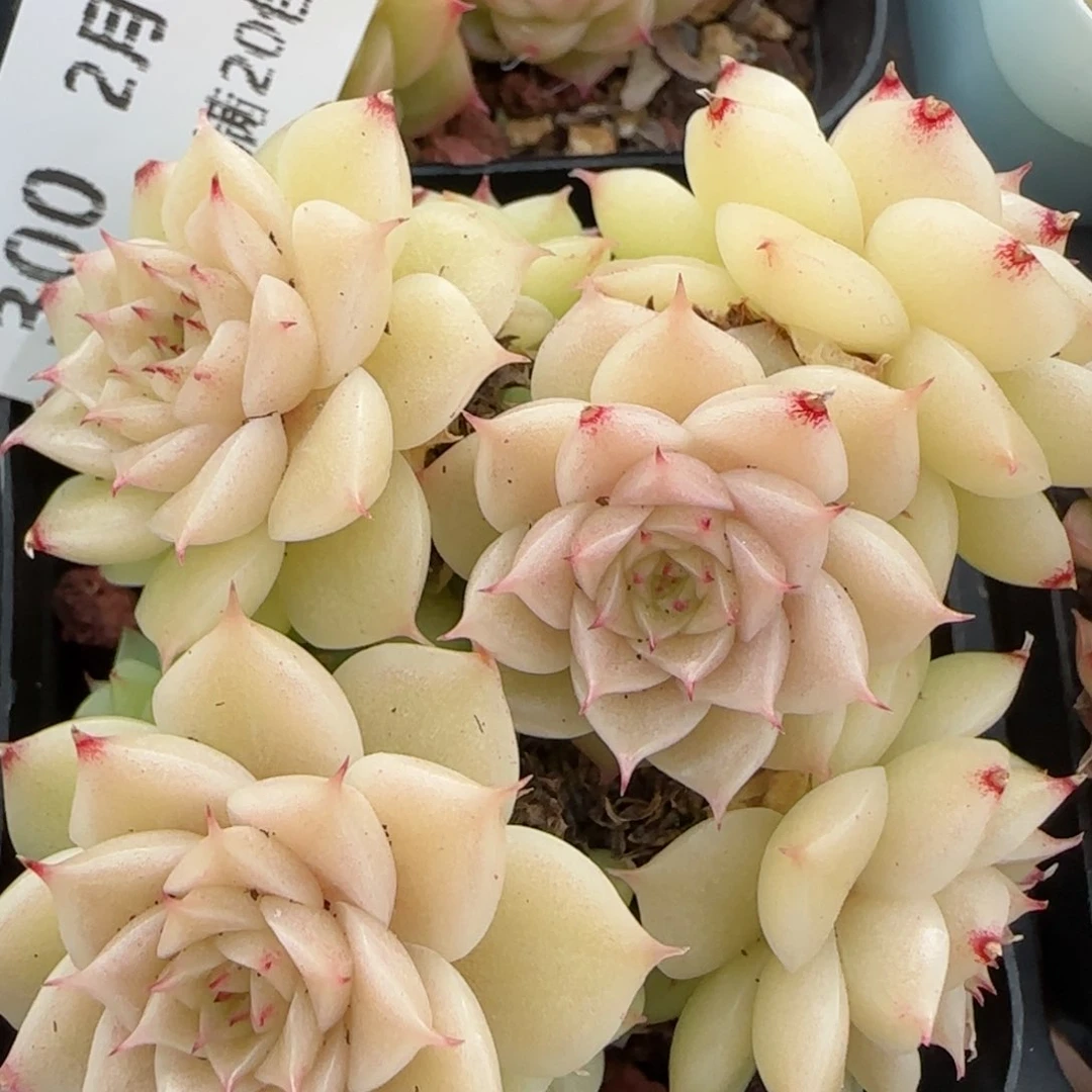 花语逸镜0201-300散