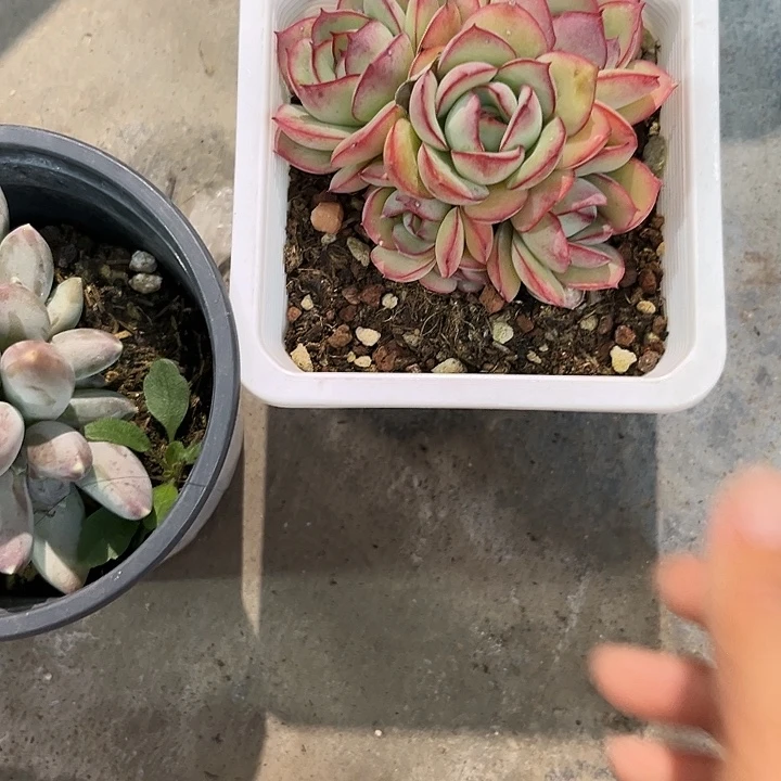 牡丹亭3566788877¥@mkll