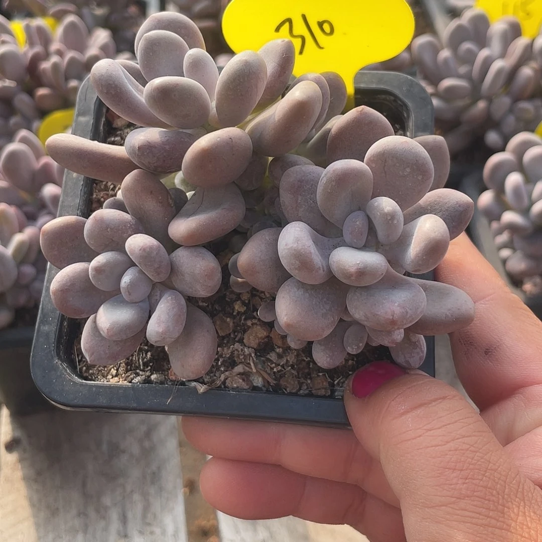 橙雪球多肉植物群生310