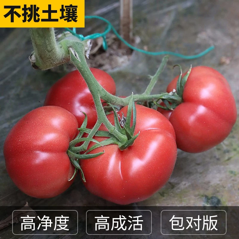 高产大番茄种子超甜超大红果大西红柿春季秋季抗高温蔬菜瓜果种籽