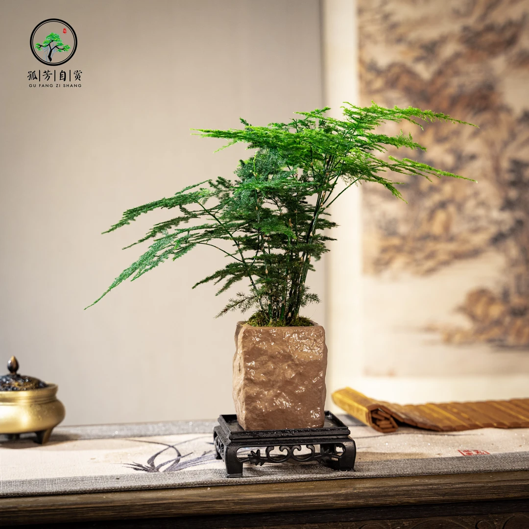 玉苔文竹室内高级文雅苔藓绿植盆栽组合小盆景植物