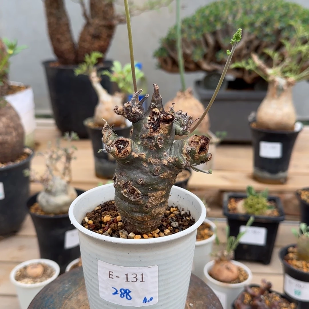131沉香鹿茸洋葵块根植物