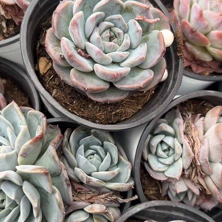 无花朵重楼5颗。