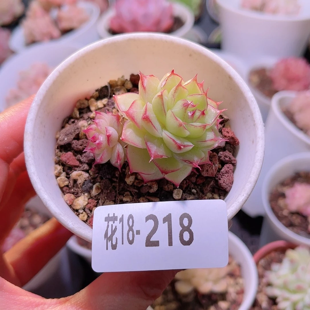 花利美18-218女王