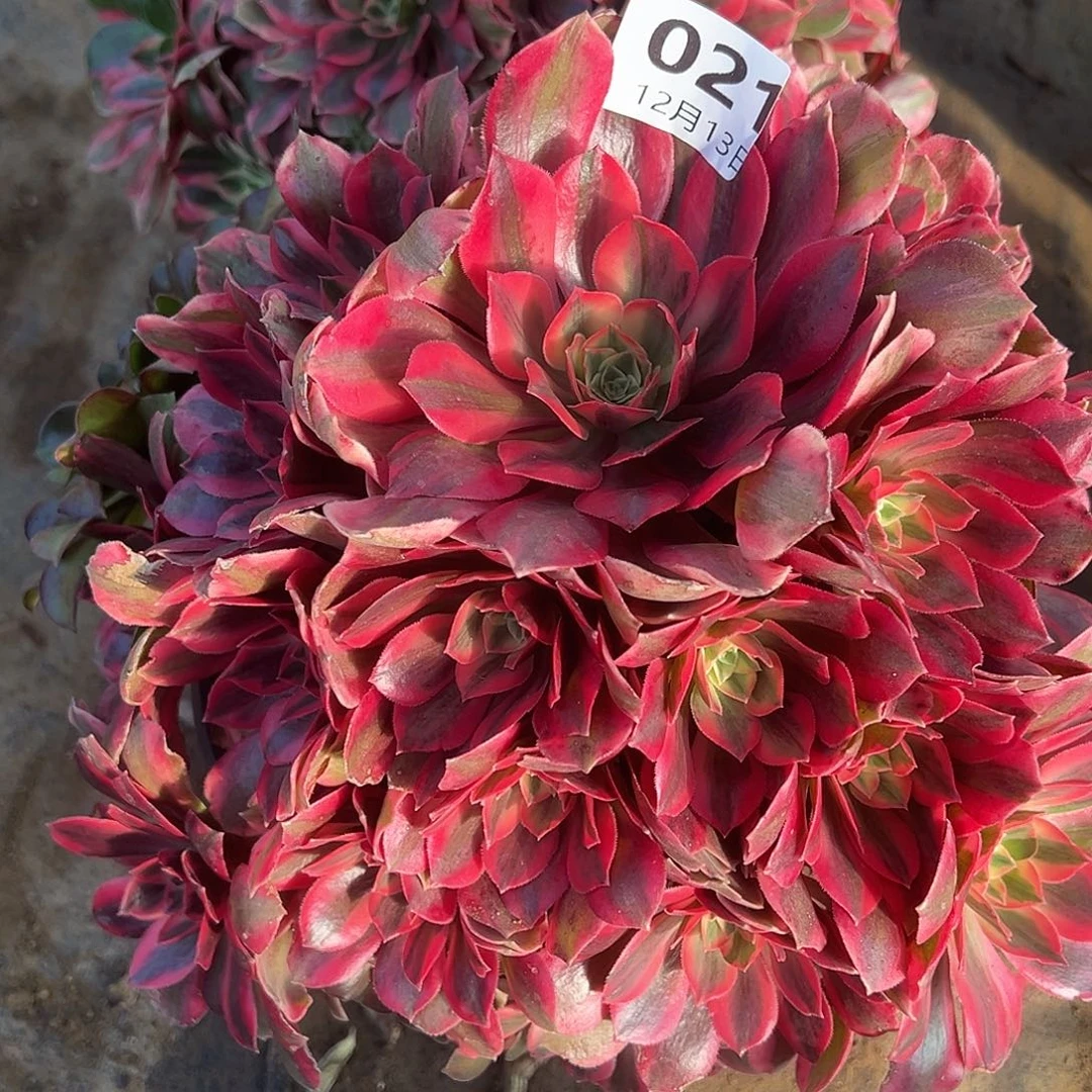 妸***沁12.13-21女妖两颗多肉植物