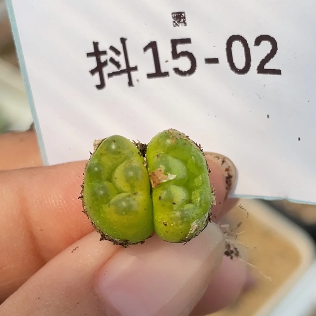 15-2变异毛毛多肉植物