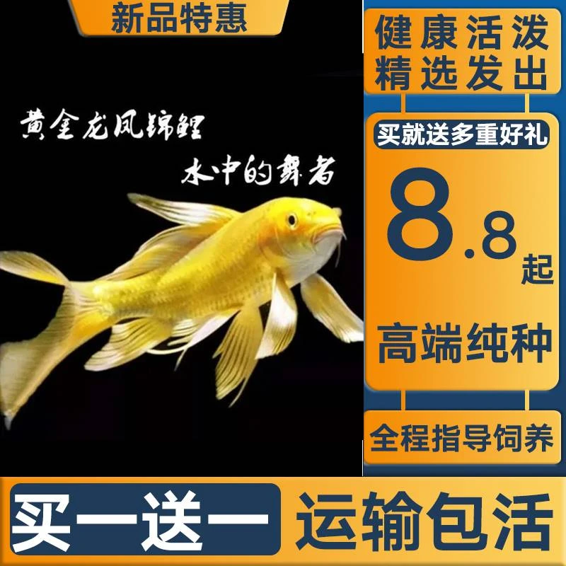观赏鱼活体锦鲤鱼招财风水鱼金鱼黄金锦鲤龙凤锦鲤蝴蝶鲤鱼冷水鱼