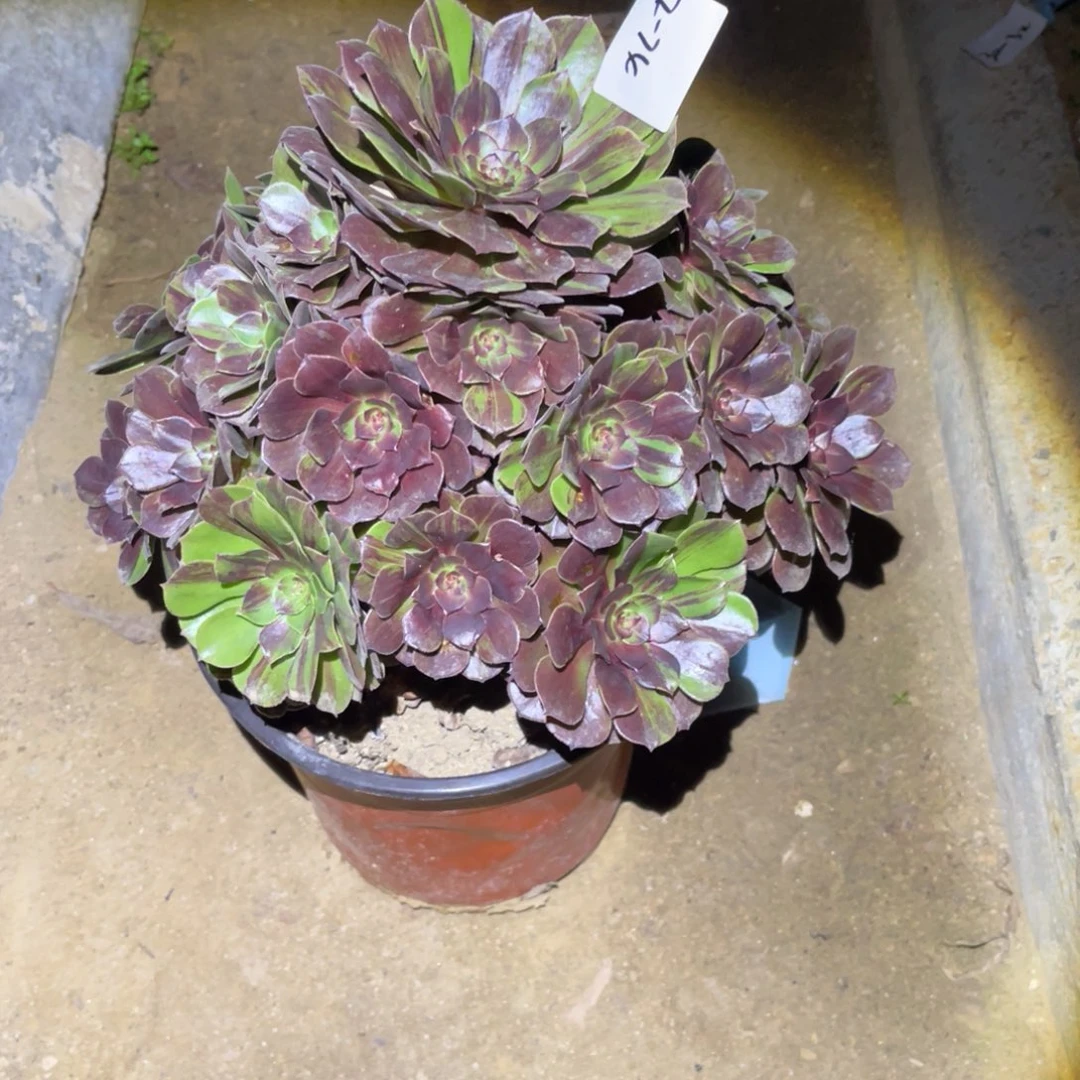 12-2-74花月夜法师锦