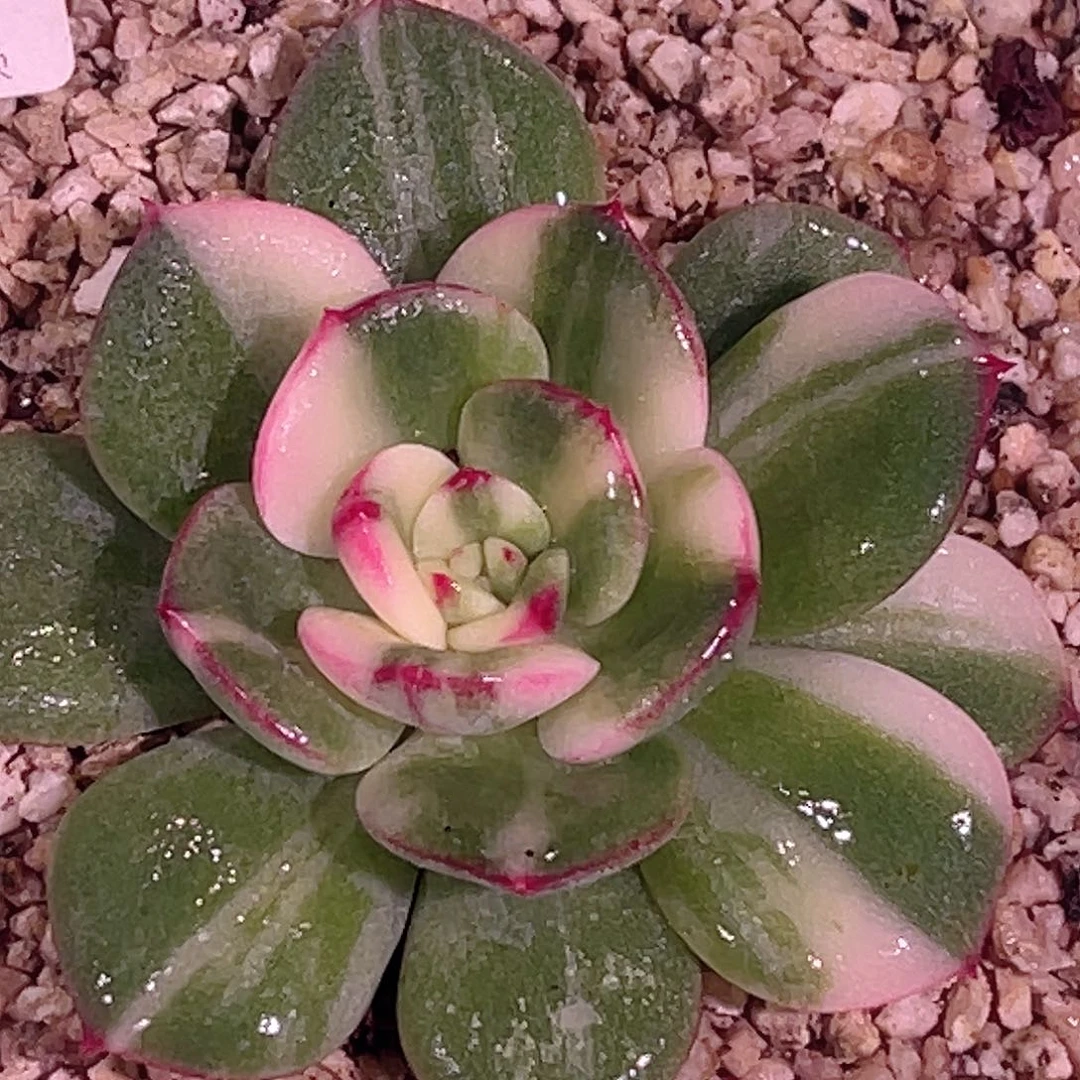 尚品园艺福利锦7858