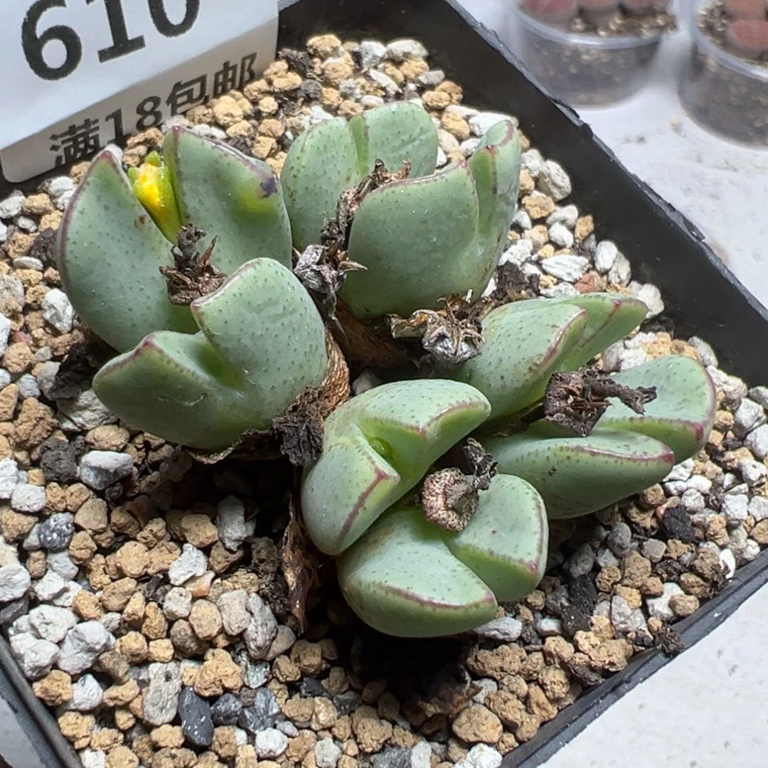 【闪购商品】 610。