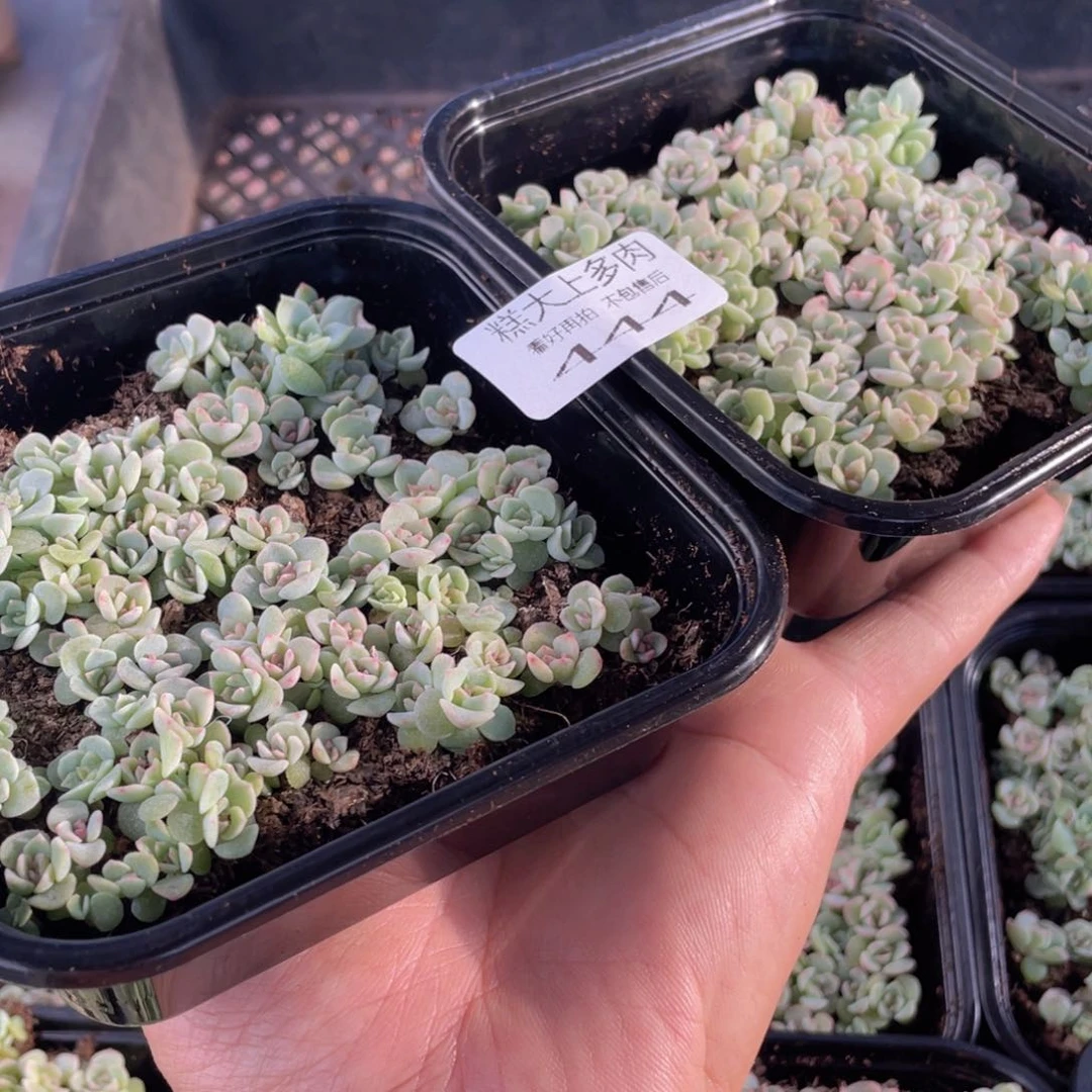 云糖心多肉植物444