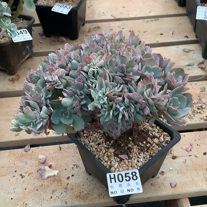 霞光缀化  非偏远38包邮节后发货请联系