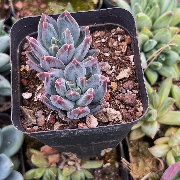 1颗美人系列多肉植物