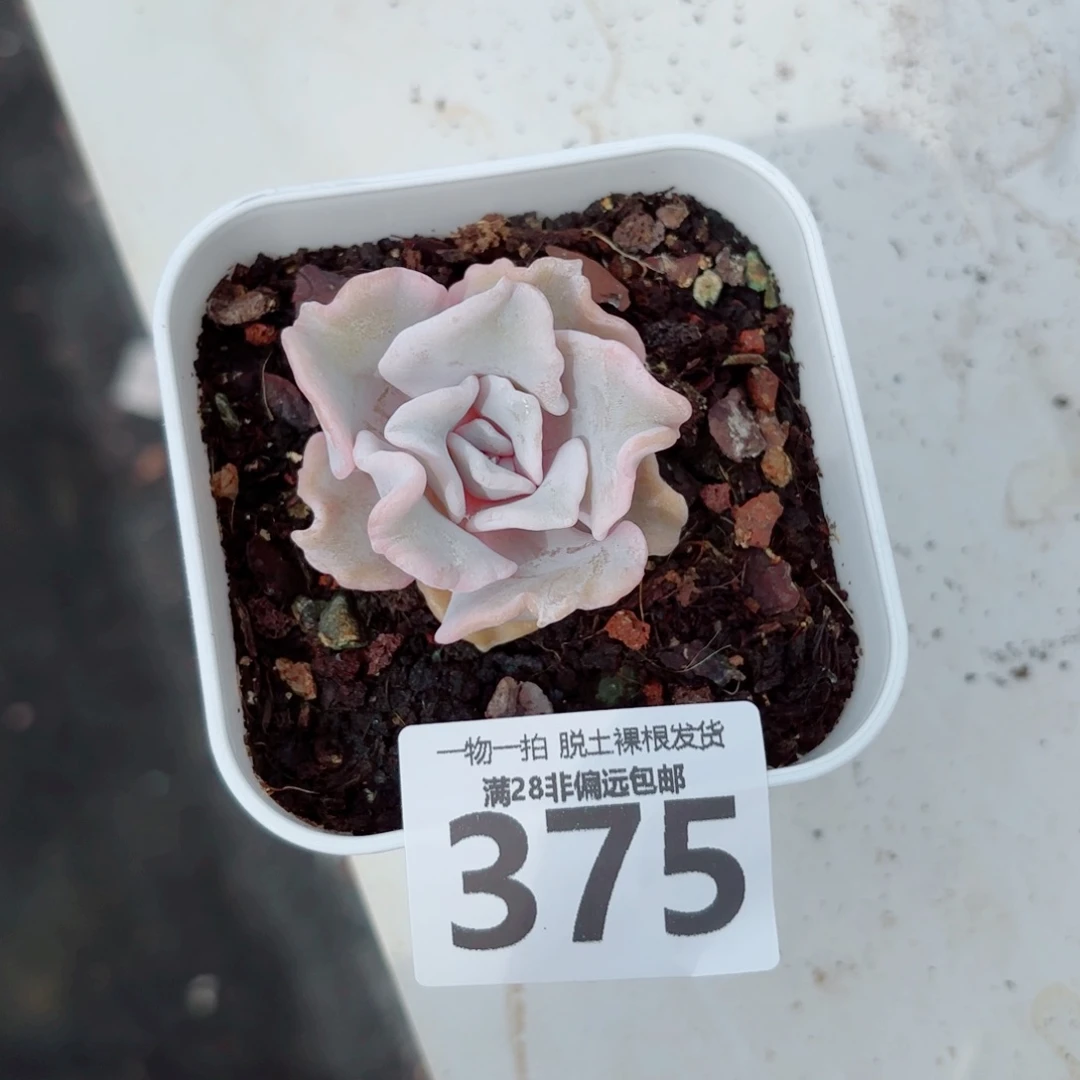 芭蕾舞者单头多肉多肉多肉