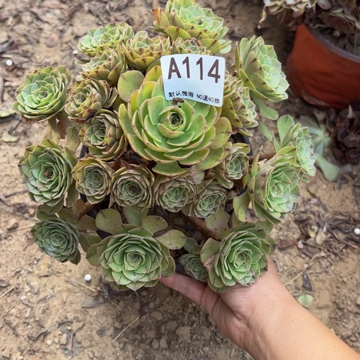万拉丝多肉植物114.