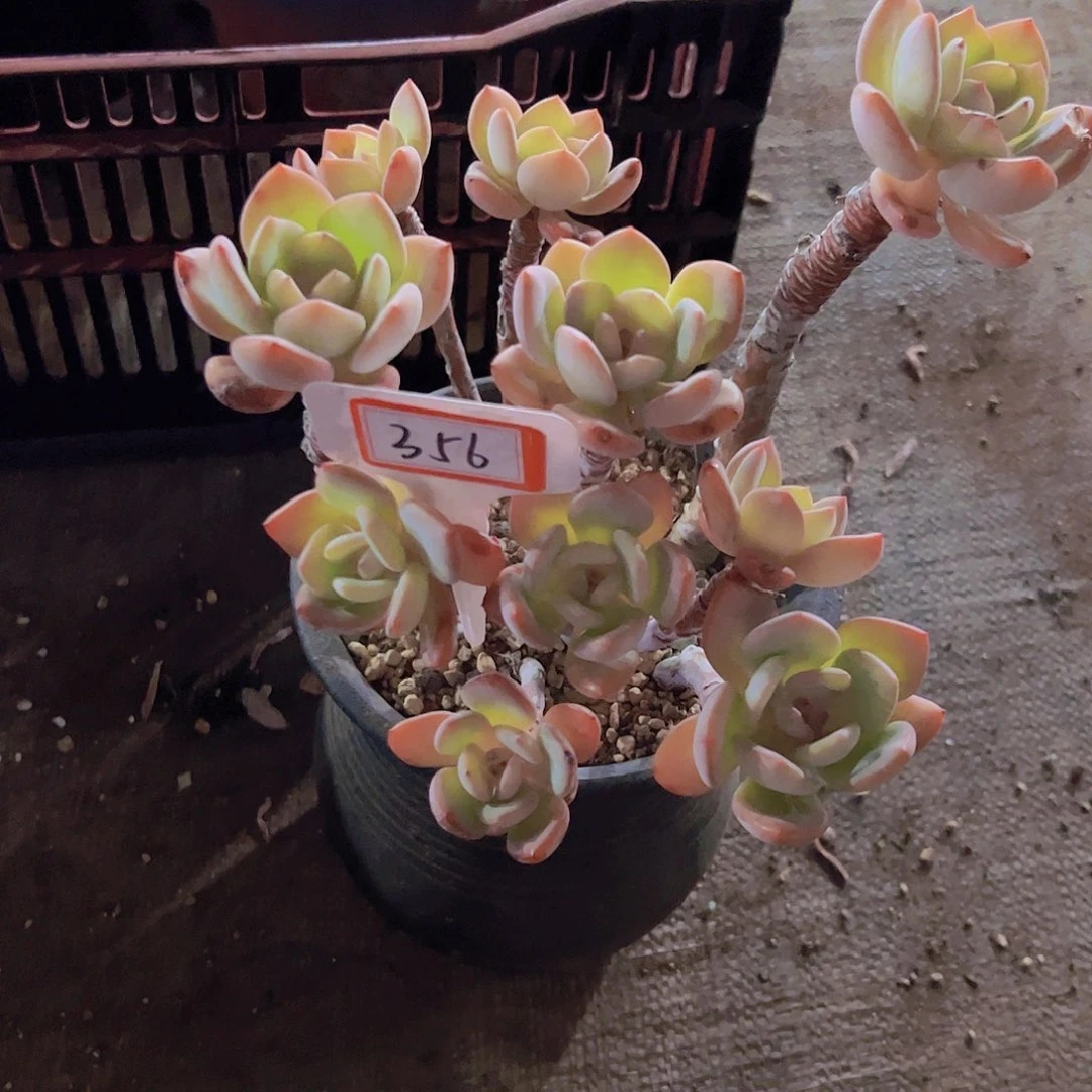 善**己356白月光25.8元元元