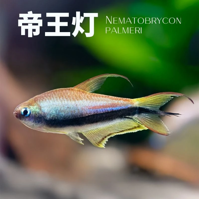 帝王灯鱼观赏魔鬼南美热带鱼缸观赏鱼小型黄金灯科鱼水草草缸游鱼