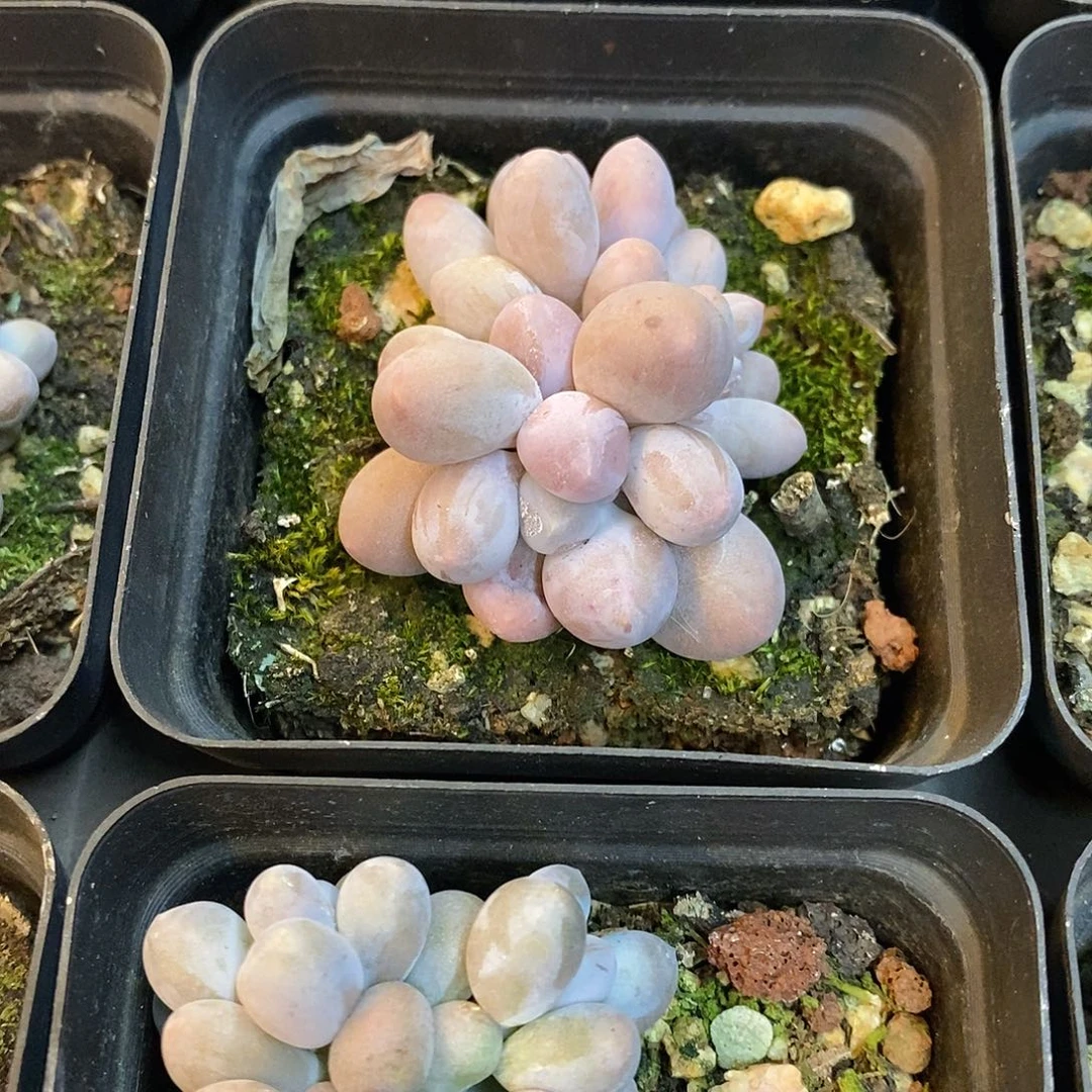 团。小汤圆。福利多多