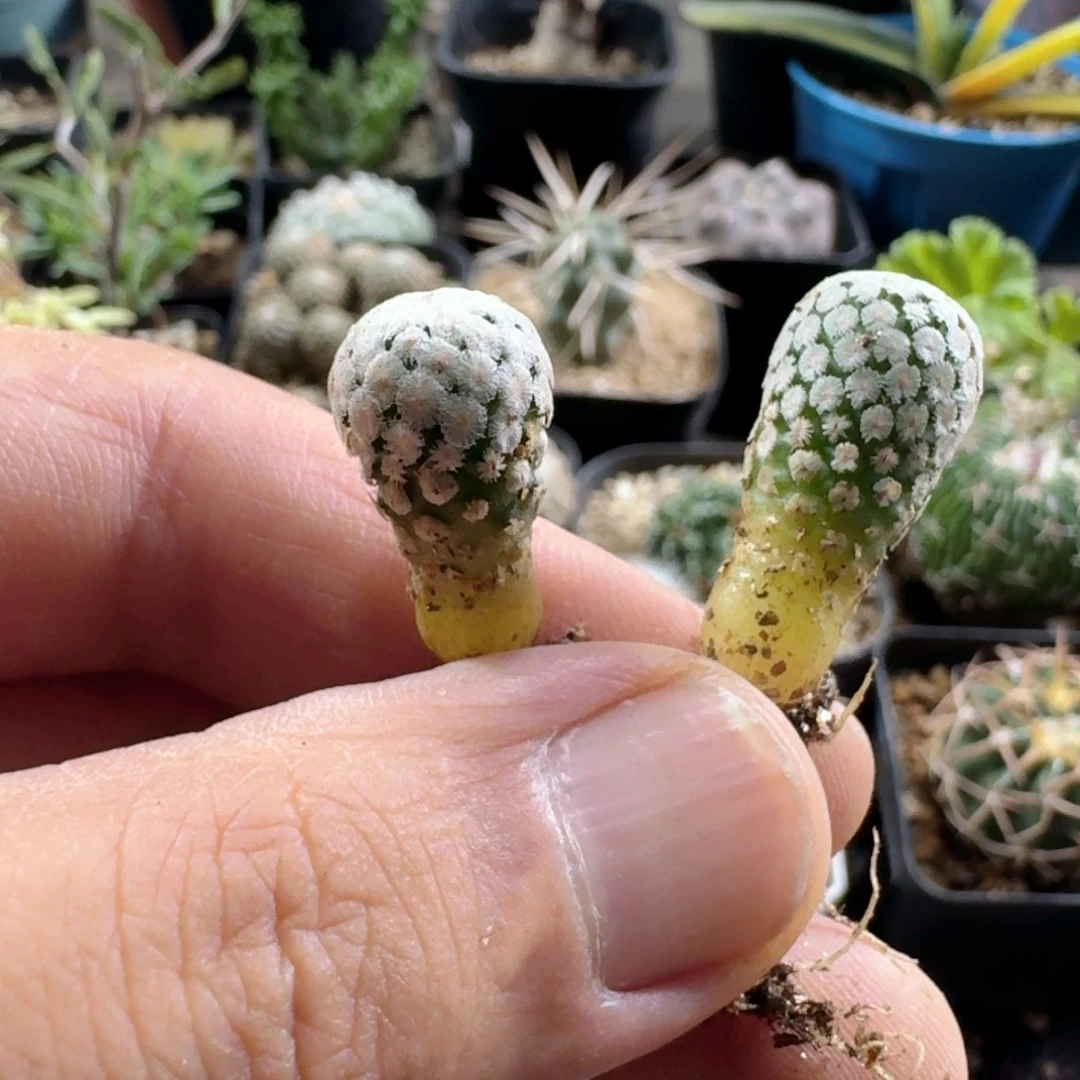 223蔷薇丸2个一份脱土发货