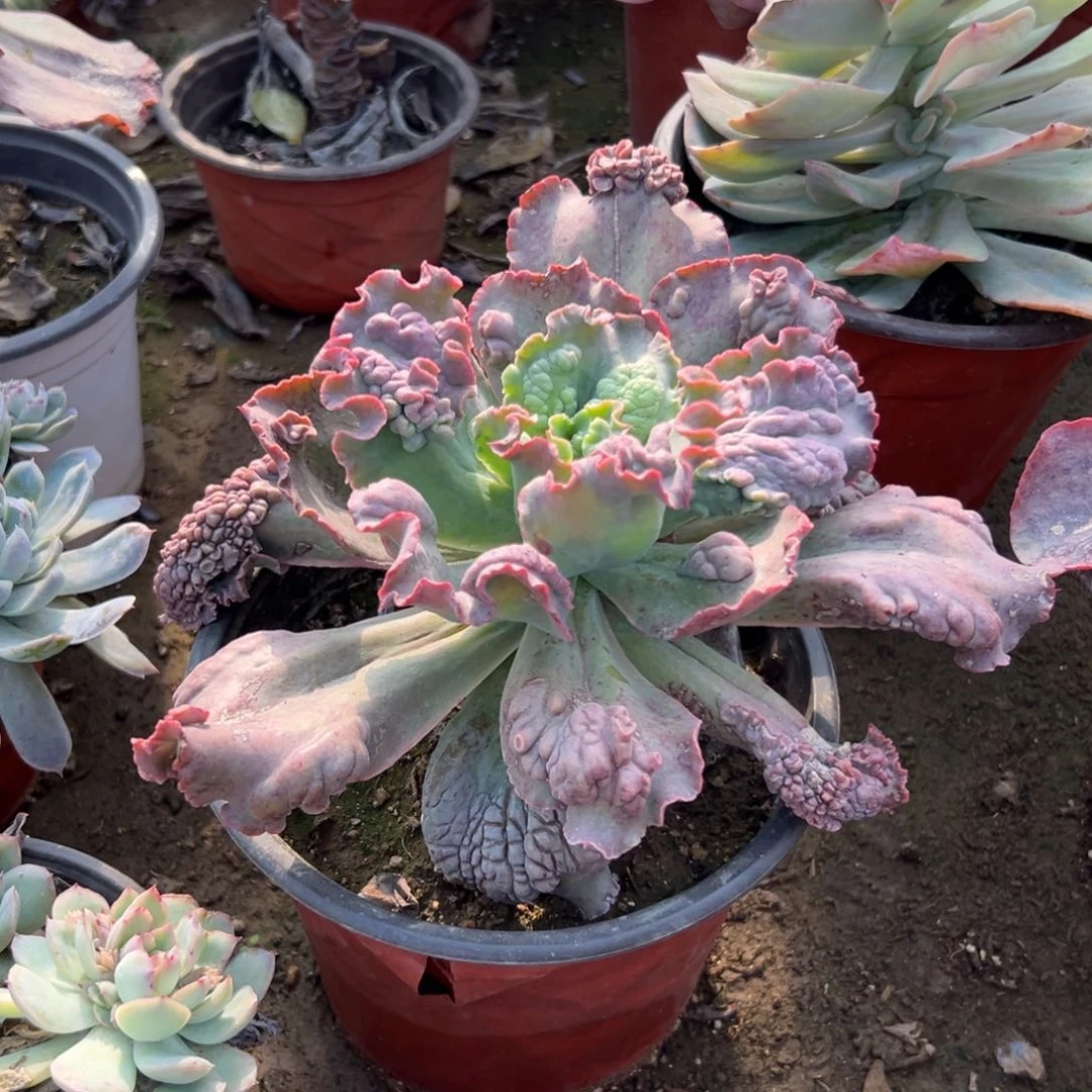 多肉植物多肉植物