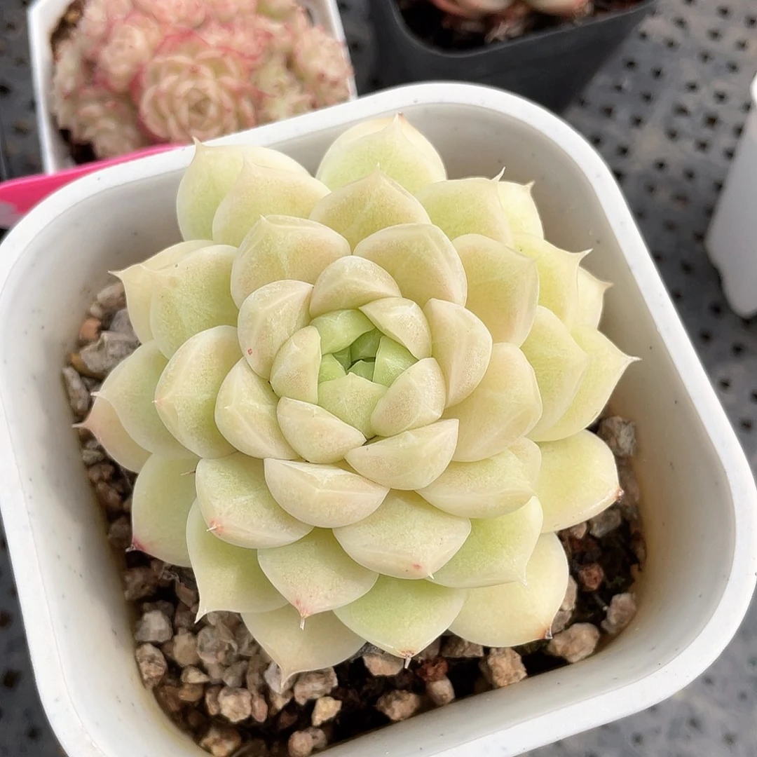 优选麦秆精品431