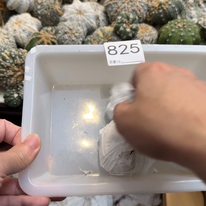 兜星球仙人球825号