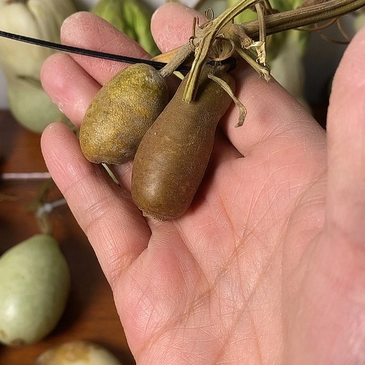 正***青皮葫芦手把件摆件