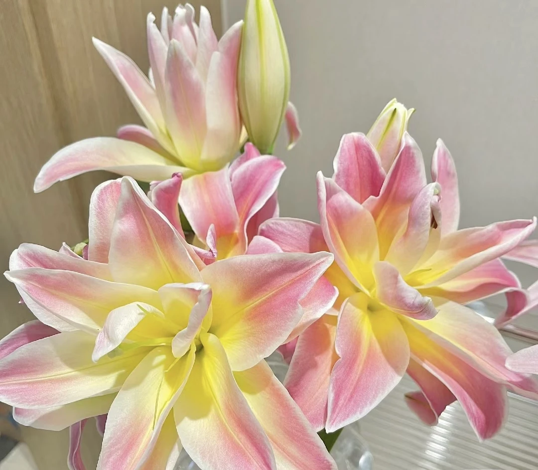 1颗《彩虹糖》重瓣香水百合种球特大球