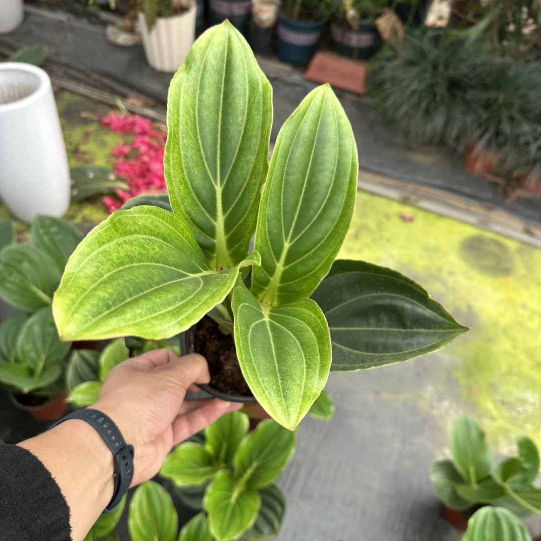 宝莲灯盆栽花卉小苗2小芽不带花苞室内阳台植物
