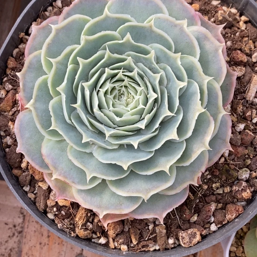 精品多肉一物一拍不包整358