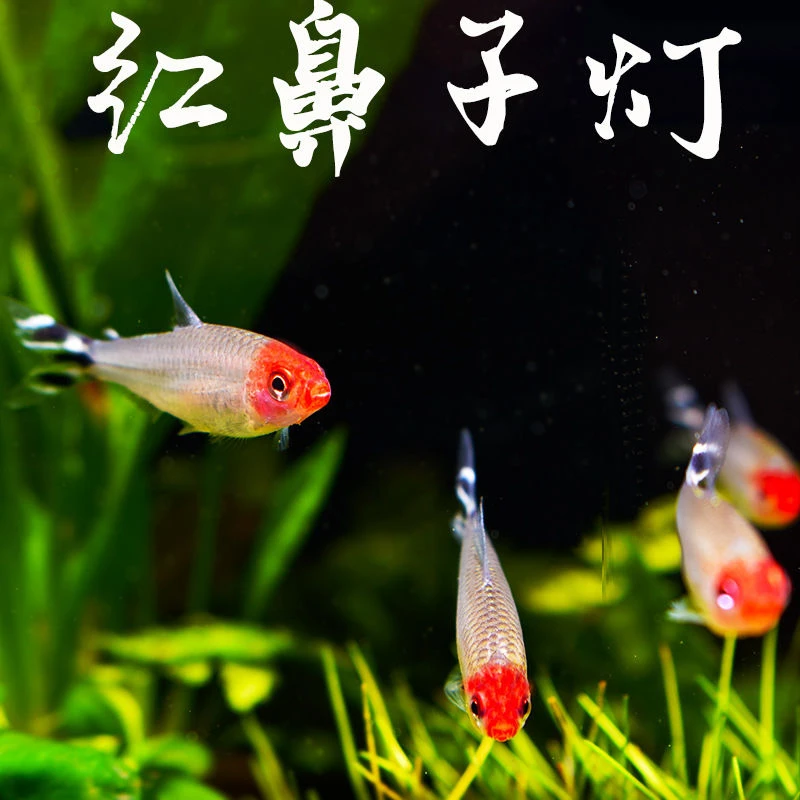 红鼻子鱼活体鱼热带观赏鱼淡水群游鱼草缸混养小型鱼水族鱼群