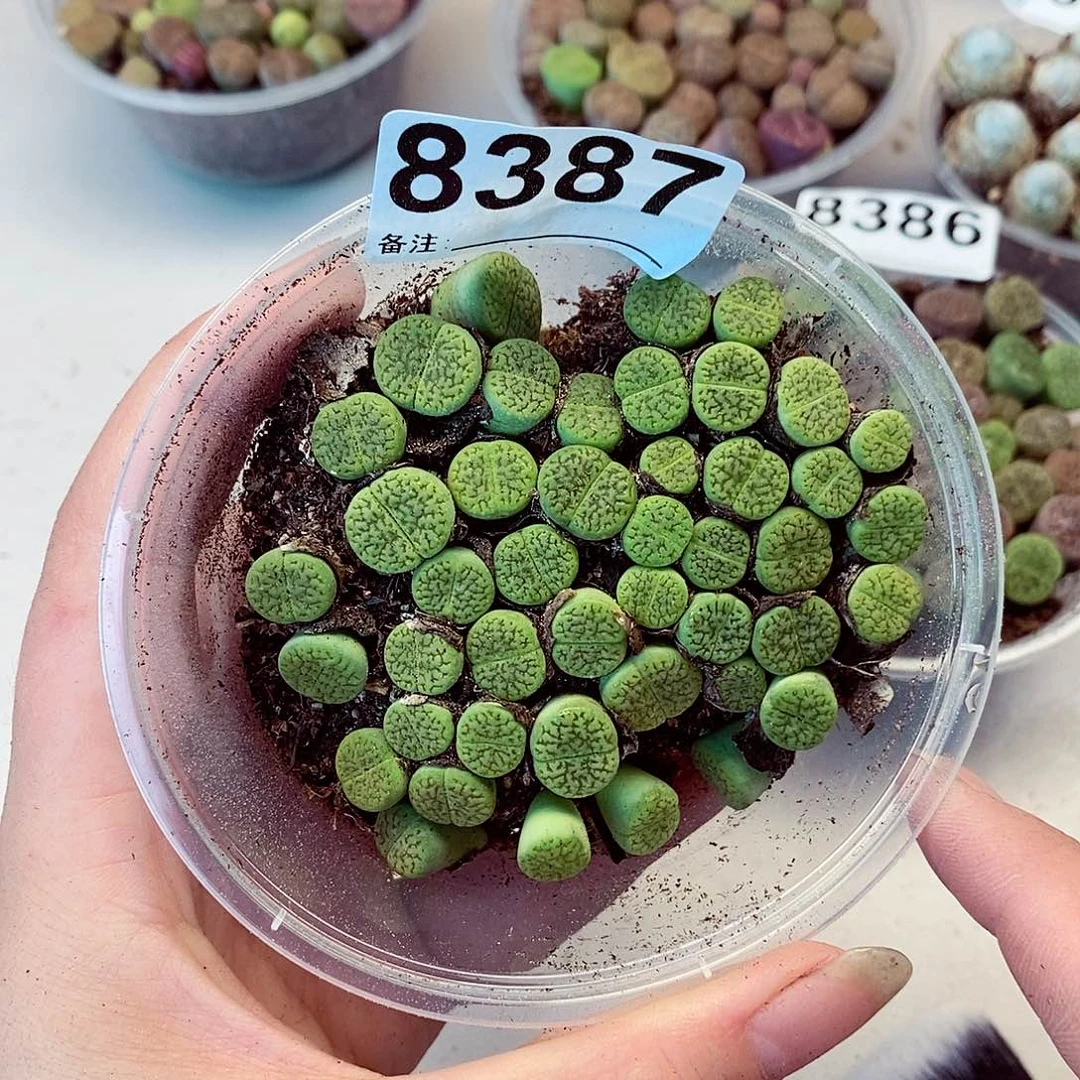 8387绿富贵龙卡咯