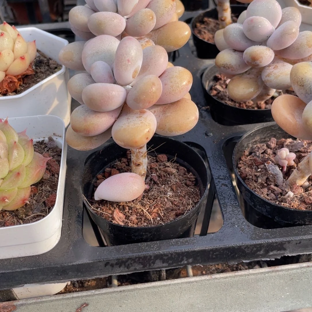 单头老桩桃蛋多肉9.9包邮