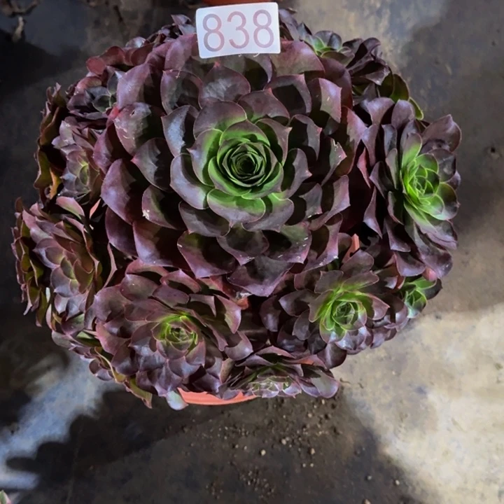 0000000000838魅金玫瑰