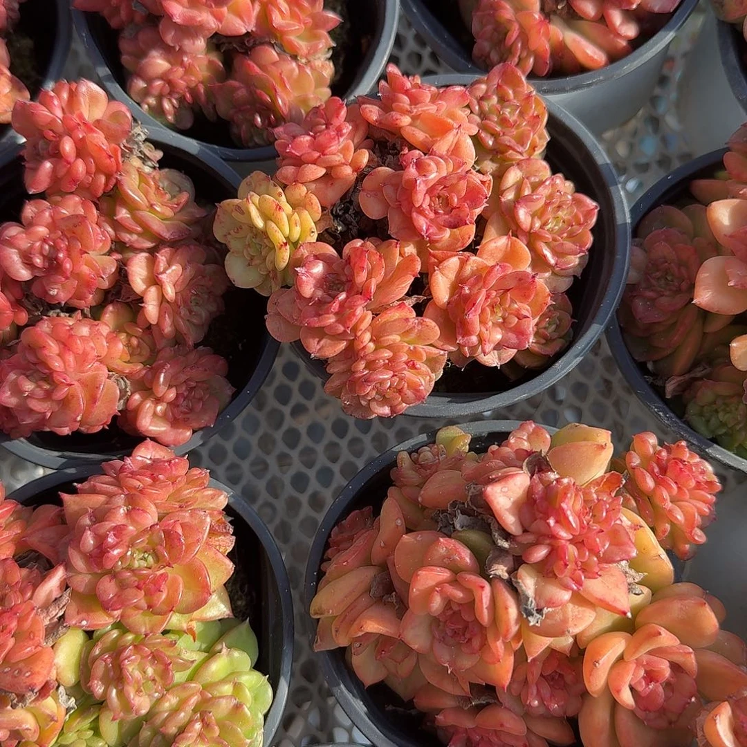 辣牡丹多肉植物精品