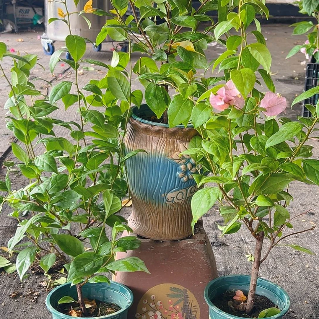 当前无花栽培后可以开花金发女郎掌中宝一棵