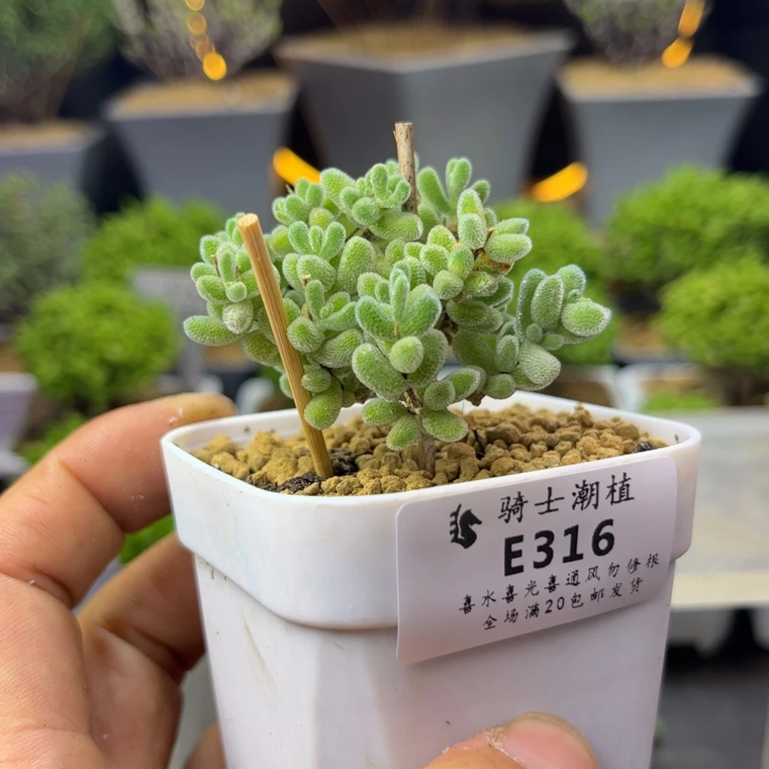 316优选冰晶枝干番杏