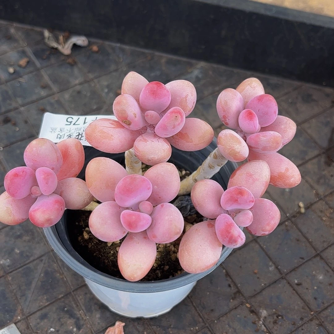 175-糖果桃蛋多肉11cm