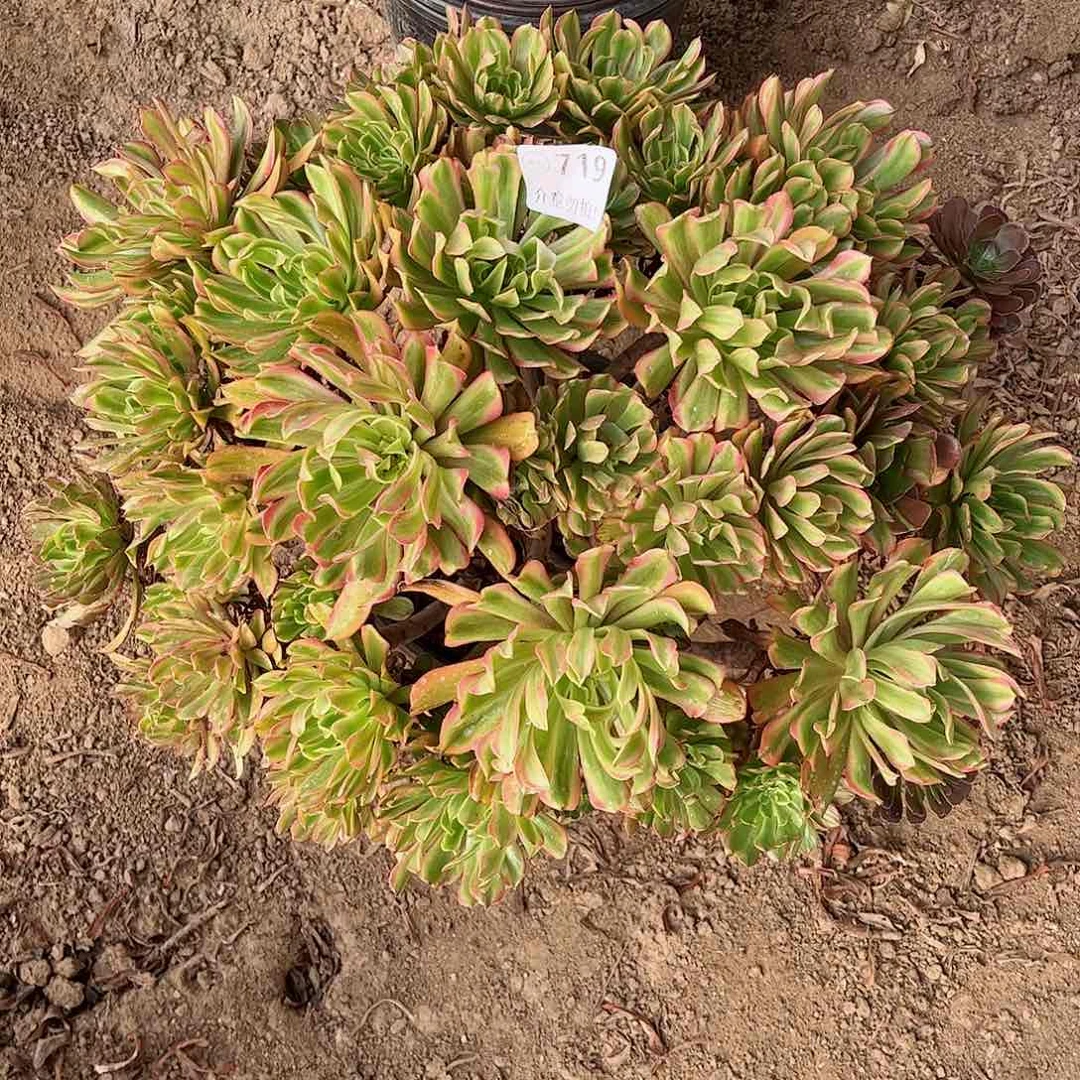 无花朵粉**妮多肉植物719