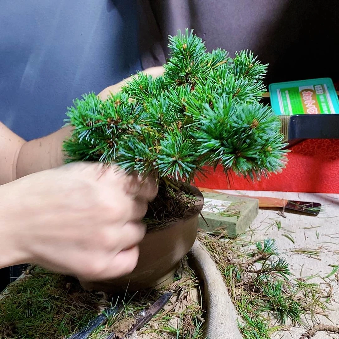 【闪购商品】无花朵