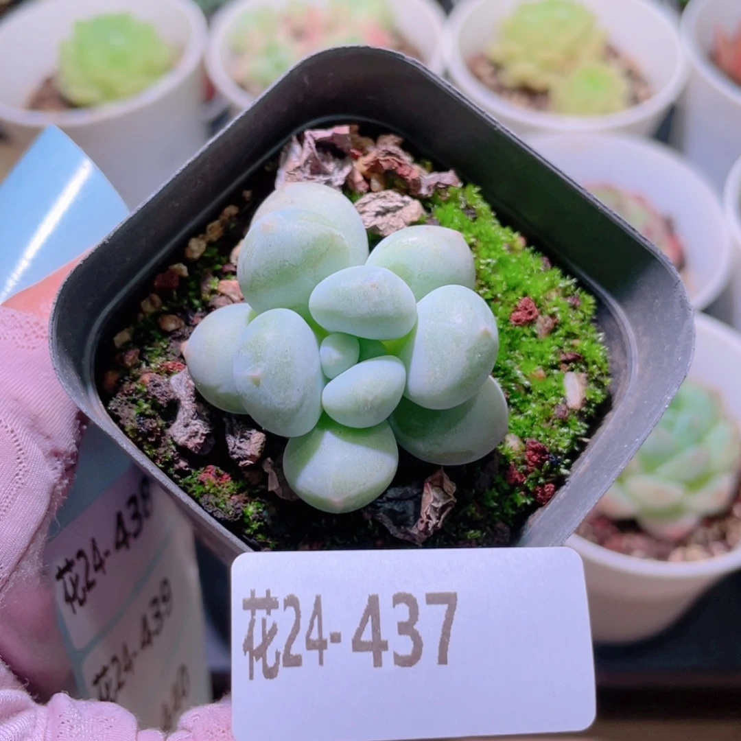 花利美24-437新品