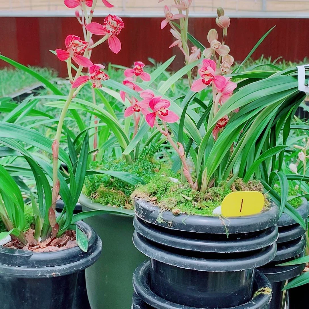 全部花苞一物一拍漂亮开花